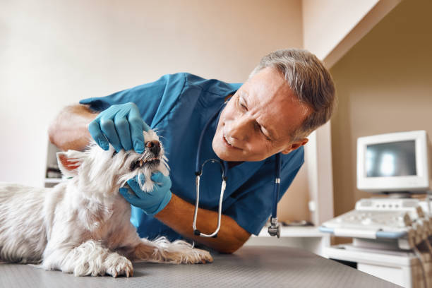 Best Emergency Dental Services for Seniors in Santa Clara, UT